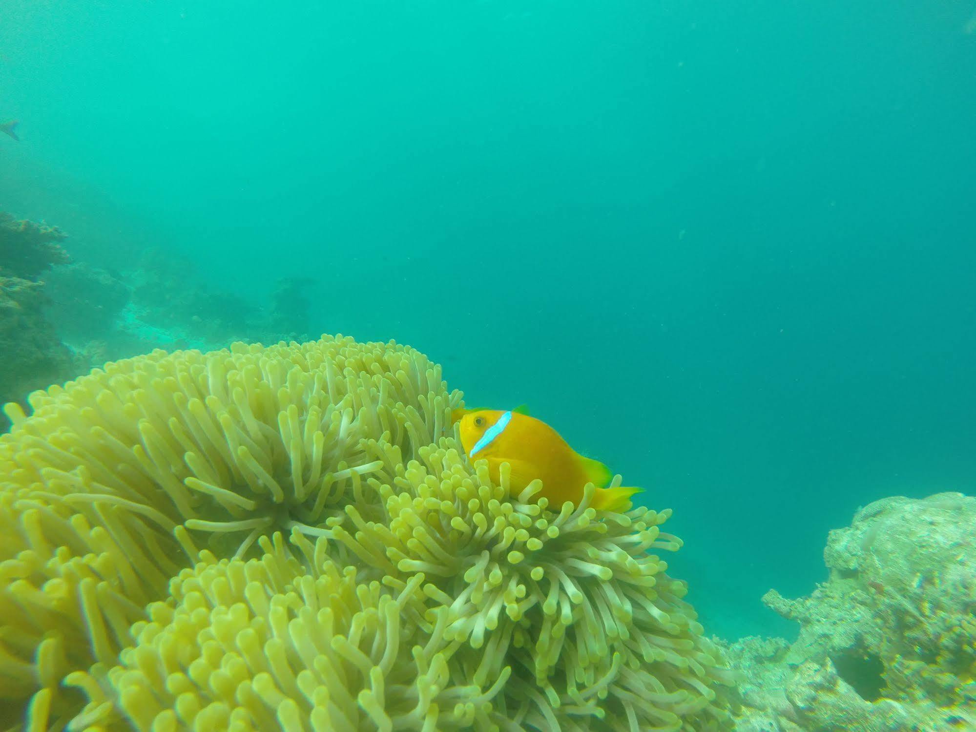 White Sand Lodge Maafushi Bagian luar foto