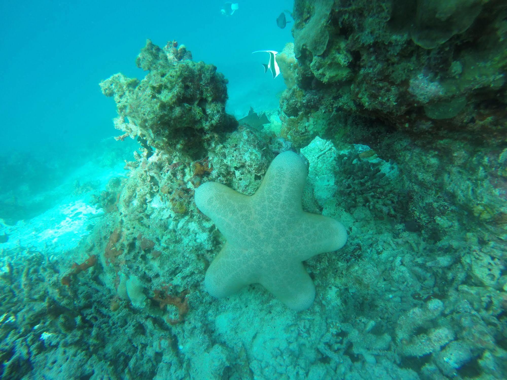 White Sand Lodge Maafushi Bagian luar foto